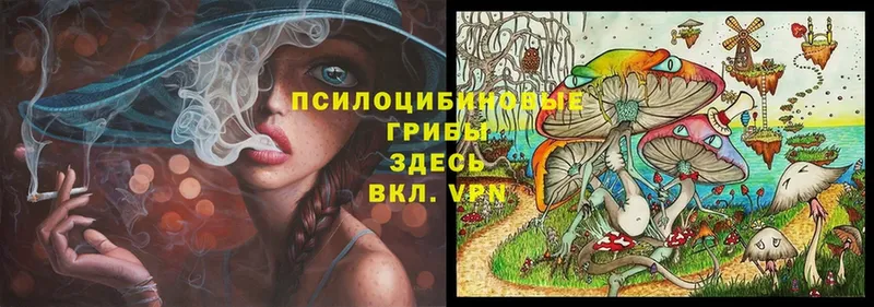 Галлюциногенные грибы Psilocybe  Купино 